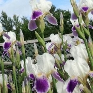 Iris Rhizomes Purple/white